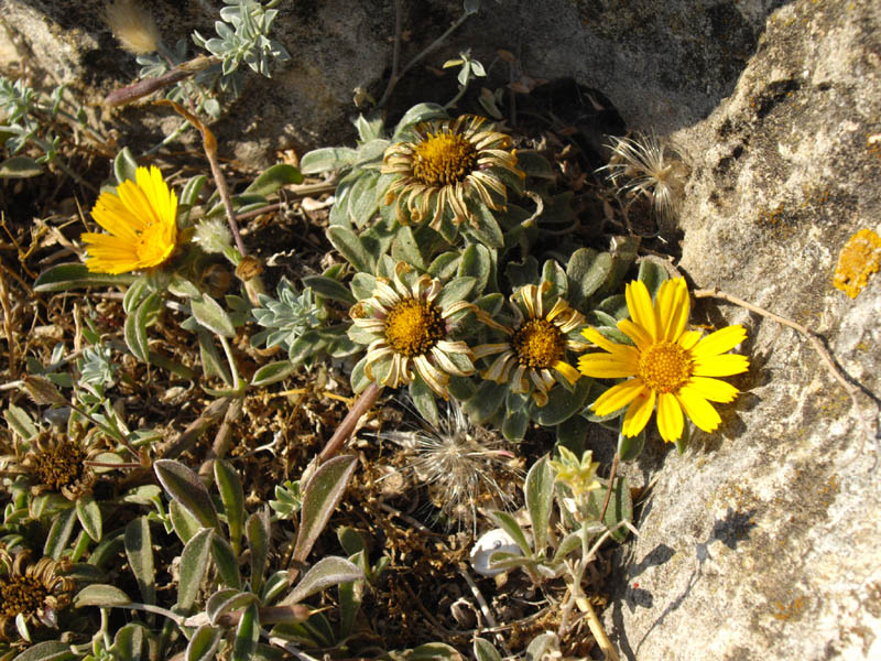 Astericus maritimus photo
